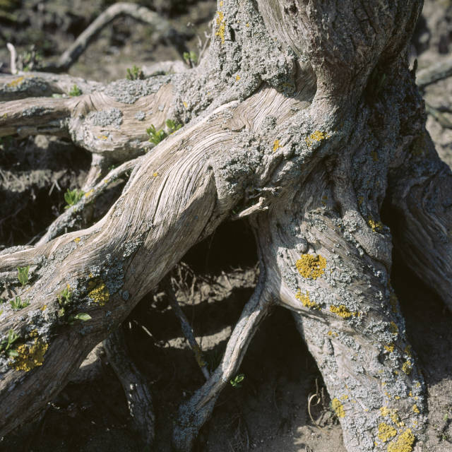 Tree trunk and roots with moss under harsh sunlight