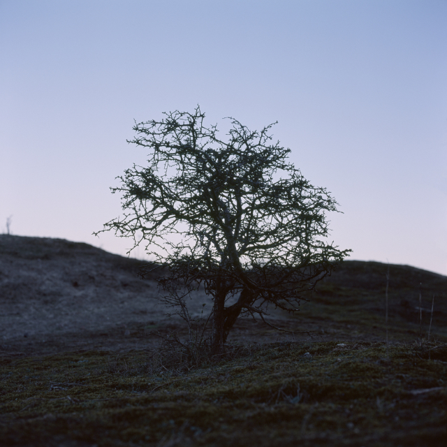 A small tree silhouette just after sunset agains clear sky
