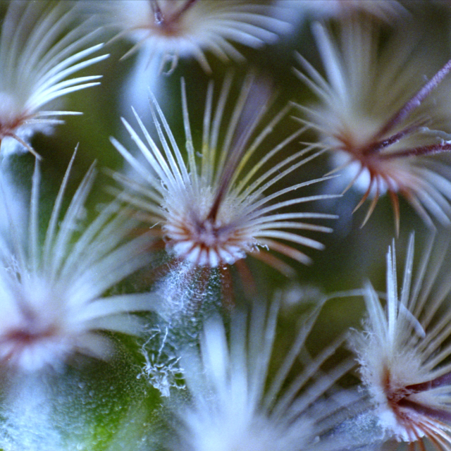 Macro with a reversed 35mm lens shot on Kodak UltraMax 400