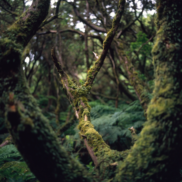 Misterios Negros forest
